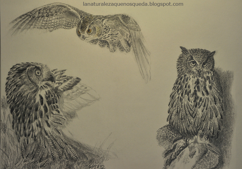 La Naturaleza que nos queda Domingo Trujillo quería ver La Naturaleza que nos queda Domingo Trujillo quería ver