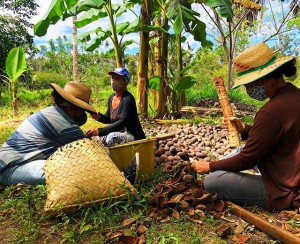Agricultura: Governo do Maranhão lança edital para mulheres quebradeiras de coco babaçu