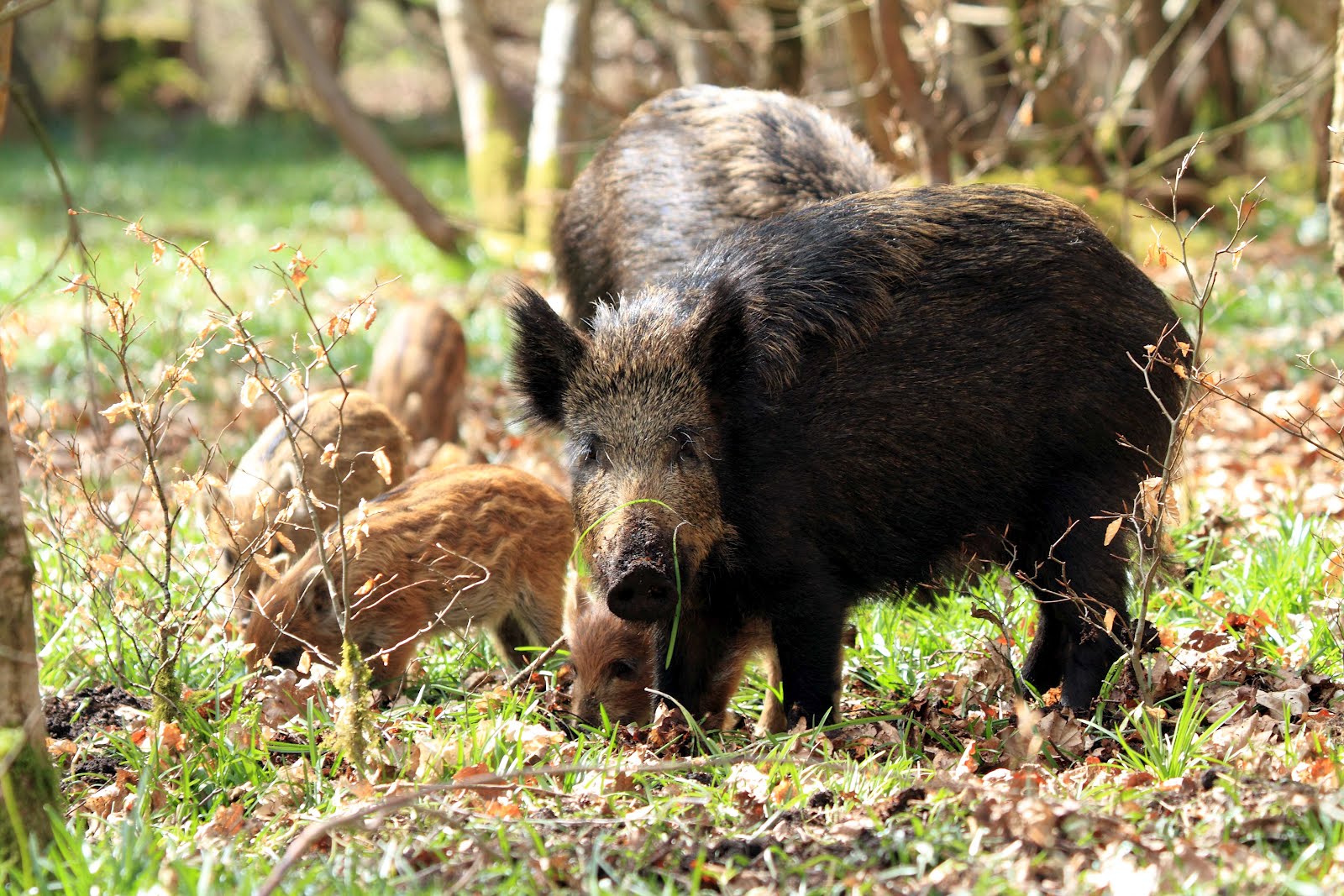 Forest of Dean Wildlife & Nature Diary: Wild Boar in the Forest of Dean