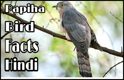 papiha bird facts in hindi