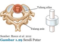 Sendi Sebagai Sistem Gerak Pada Manusia - IPA