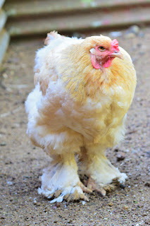 Costa Rica Hen Costa Rica Hen