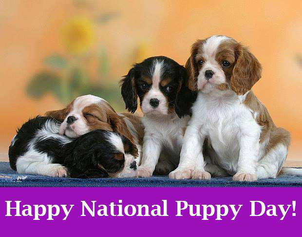 National Puppy Day Wishes Images National Puppy Day Wishes Images