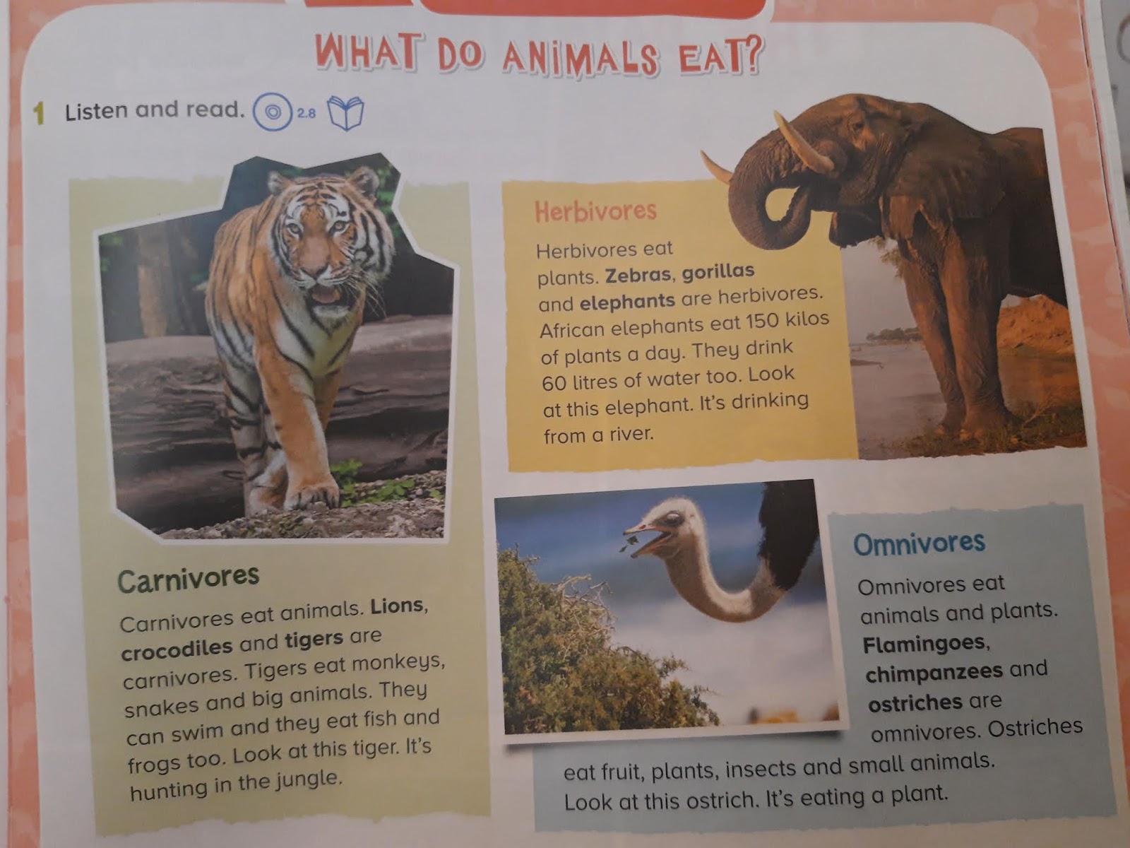 WHAT DO ANIMALS EAT?