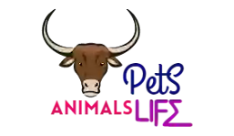 Pets And Animals