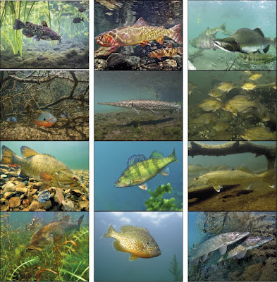 2022 Engbretson Underwater Fishing Calendar Images