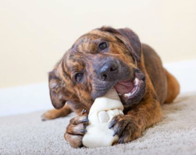 Why Rawhide Dog Chew is Good for Your Dog Doglopedix