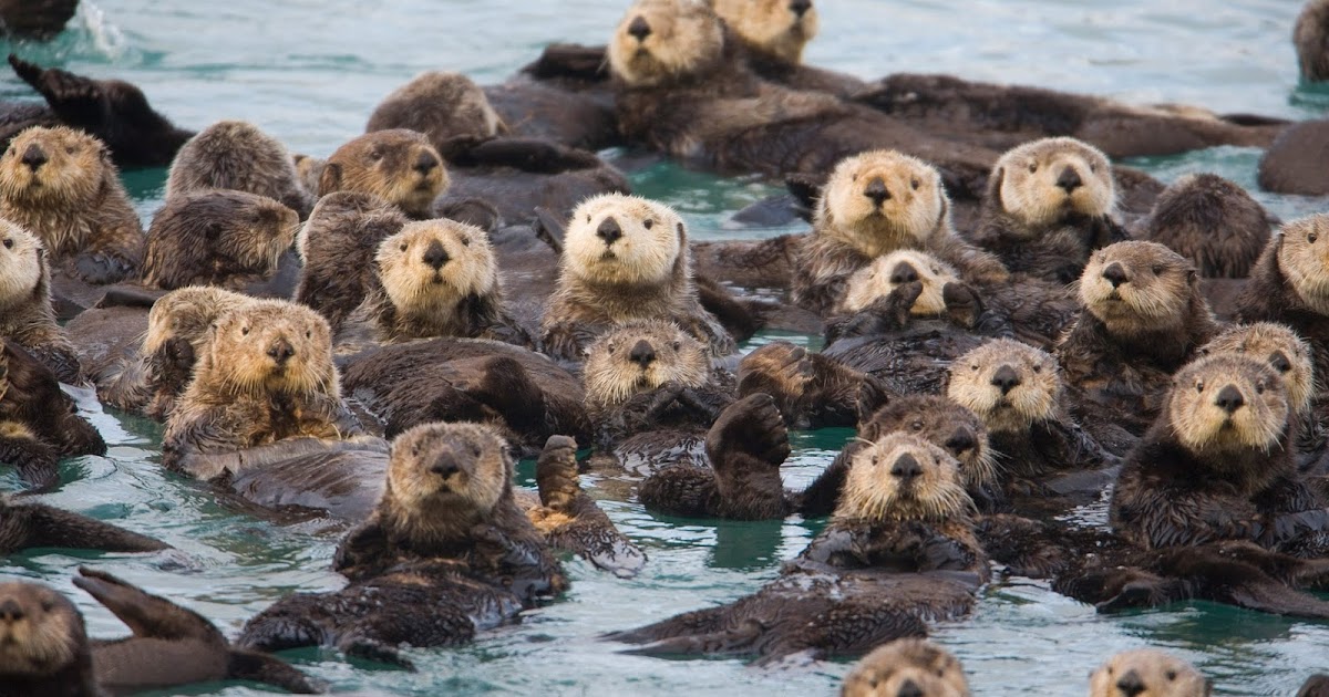 The Coastal Paleontologist, atlantic edition: The terrible fossil record of sea otters, part 1: What do we know about modern sea otters?
