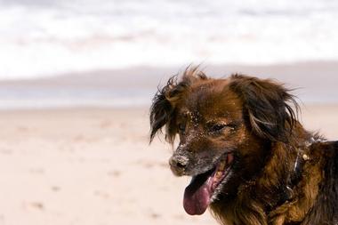 Davis Island Dog Beach