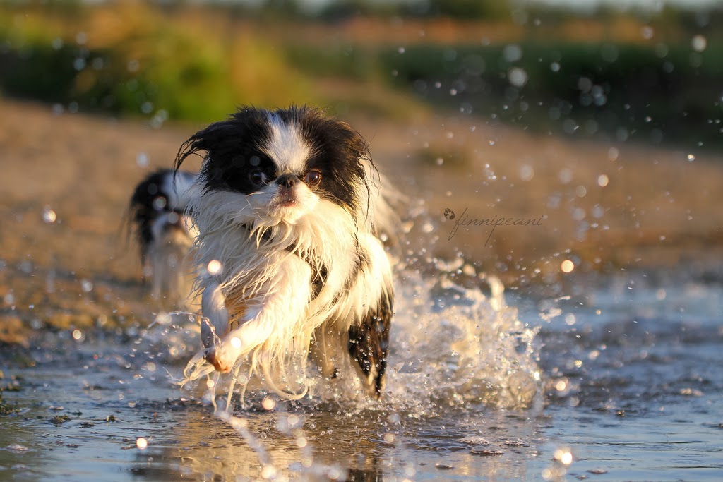 Süs Köpekleri Blogzz