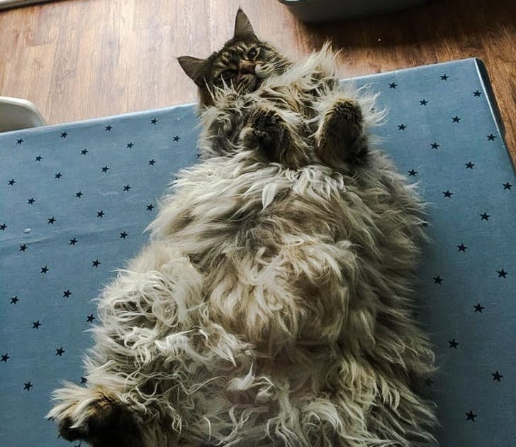 Your Maine Coon Guide