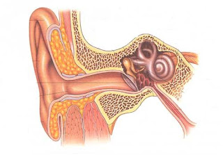 Health Care: Human Ear Anatomy Pics