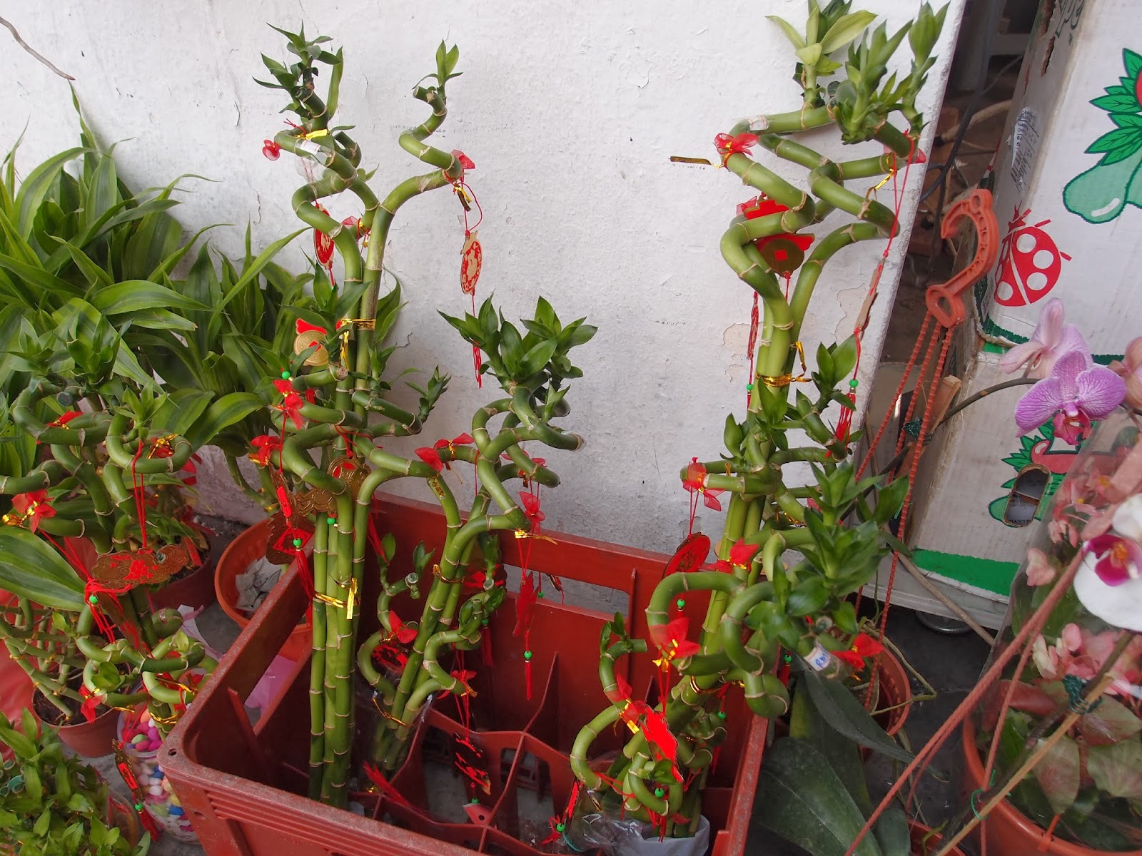 Xing Fu: CHECKING OUT CHINESE NEW YEAR FLOWERS