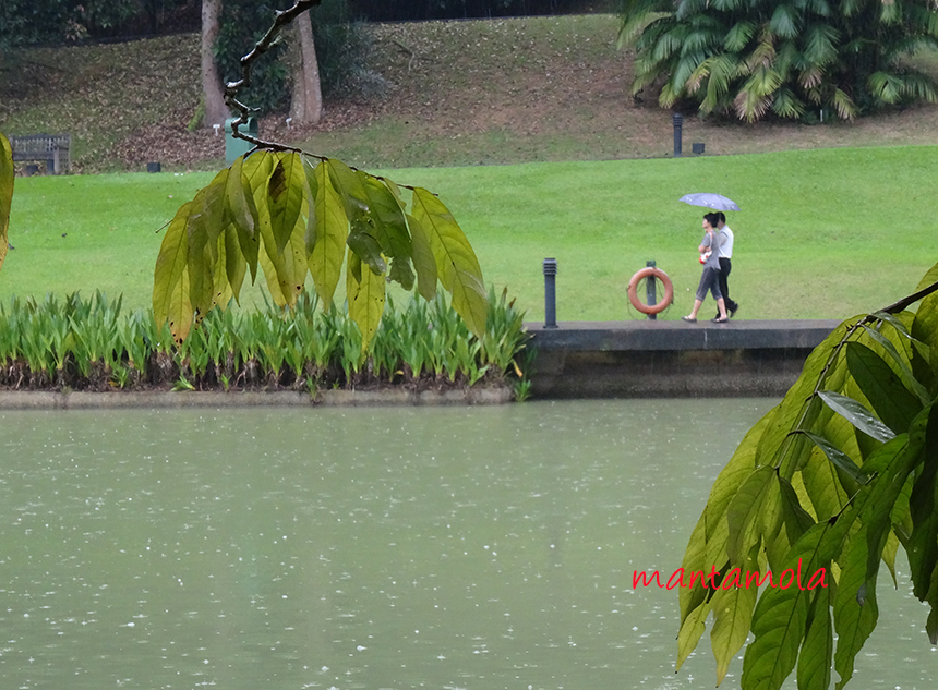 manta blog A Raining Morning at Singapore Botanic Gardens