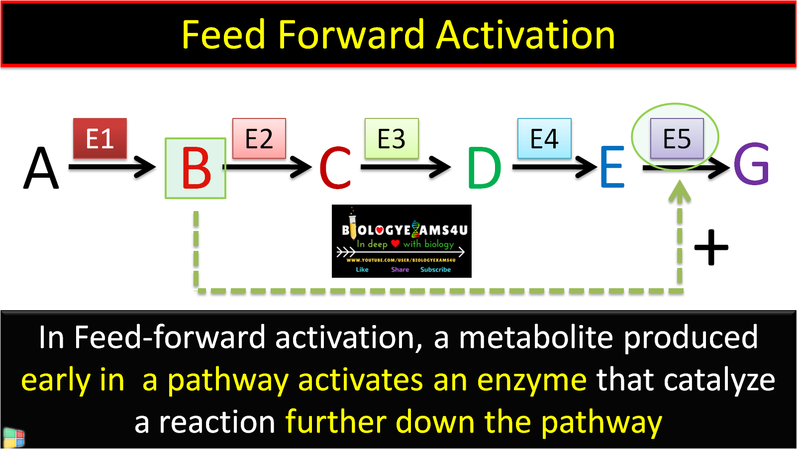 What is feed forward activation of enzymes? With example form Glycolysis