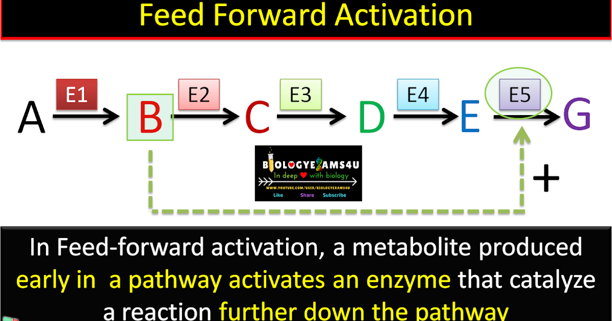 What is feed forward activation of enzymes? With example form