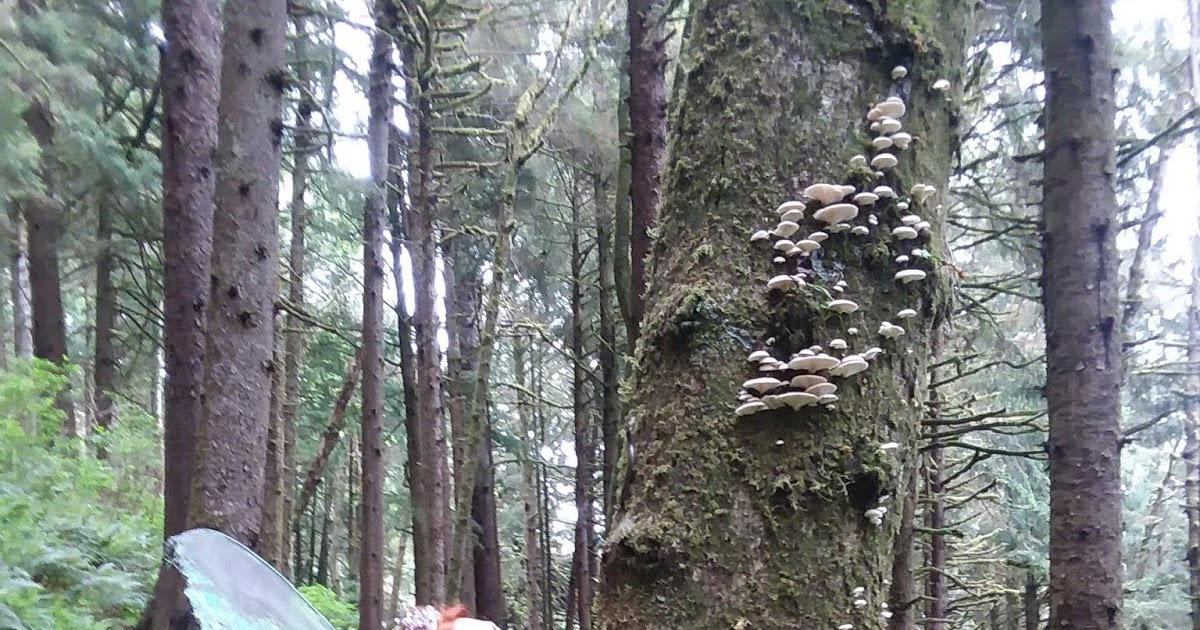 Faery Hair summer fairy hair sparkles in Portland, Oregon