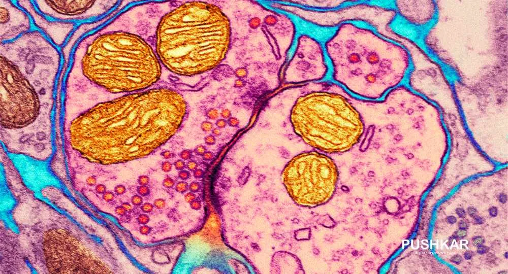 L-ТРЕОНАТ МАГНИЯ ВОССТАНАВЛИВАЕТ СТРУКТУРЫ МОЗГА.