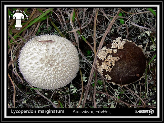 Lycoperdon marginatum Vittad.