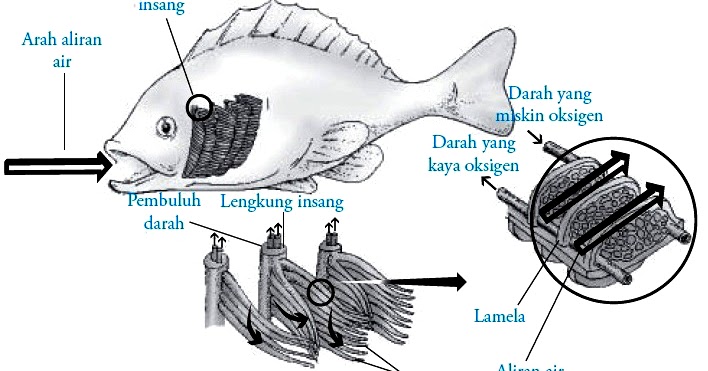 Sistem Pernapasan Binatang Vertebrata Dan Invertebrata Lengkap Berbagi Ilmu Pelajaran Sekolah Dasar