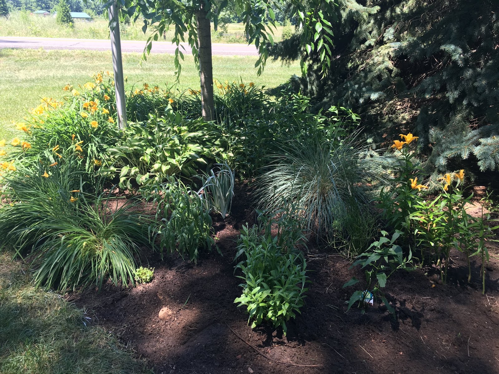 The Wonderful Little Quick Fire Panicle Hydrangea