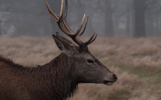 (NEW) Inilah Arti dan Makna Mimpi Membunuh Kijang / Rusa Yang