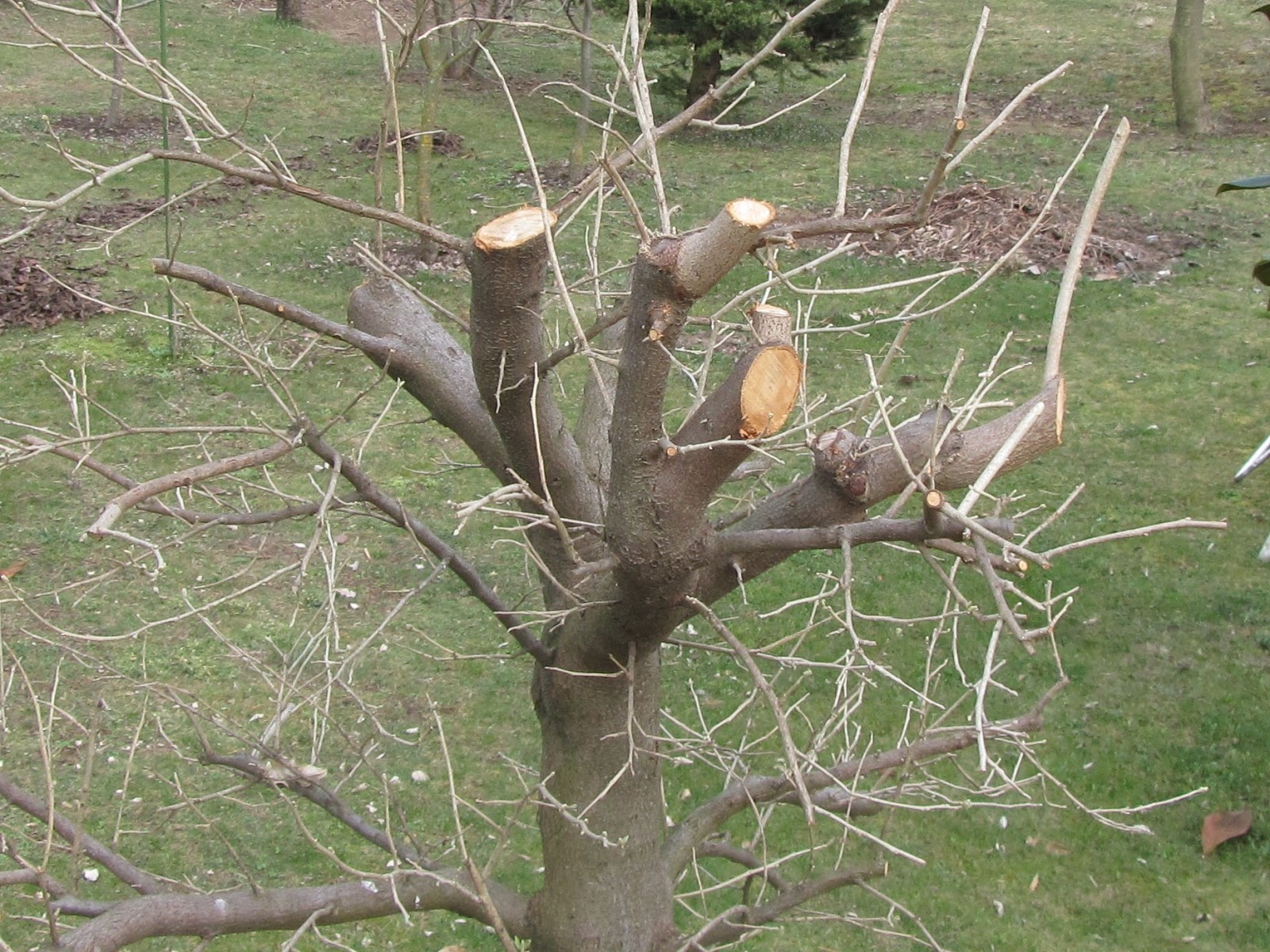 Il Gusto Della Natura Come E Quando Potare Le Piante Da Frutto