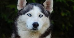 Anjing Siberian Husky Ras Anggun Bermata Biru Yang Cerdas