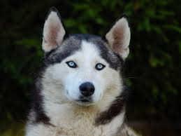 Anjing Siberian Husky, Ras Anggun Bermata Biru Yang Cerdas