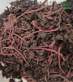 Vermicompost Banane ki Vidhi 
