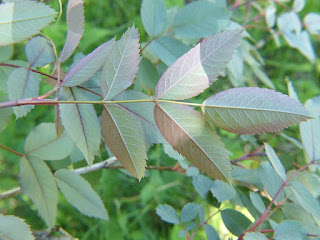 Rosier glauque - Églantier glauque - Églantier à feuilles rougeâtres - Rosier à feuilles rouges - Rosa glauca Rosier glauque - Églantier glauque - Églantier à feuilles rougeâtres - Rosier à feuilles rouges - Rosa glauca