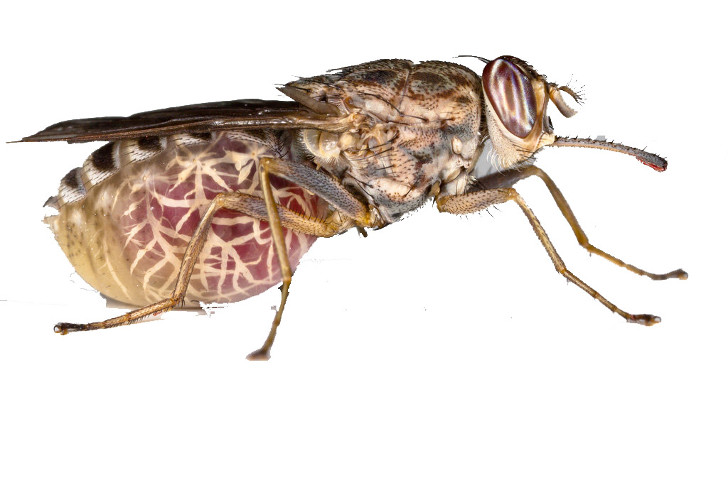 Top 5 Most Deadliest Animals in the World