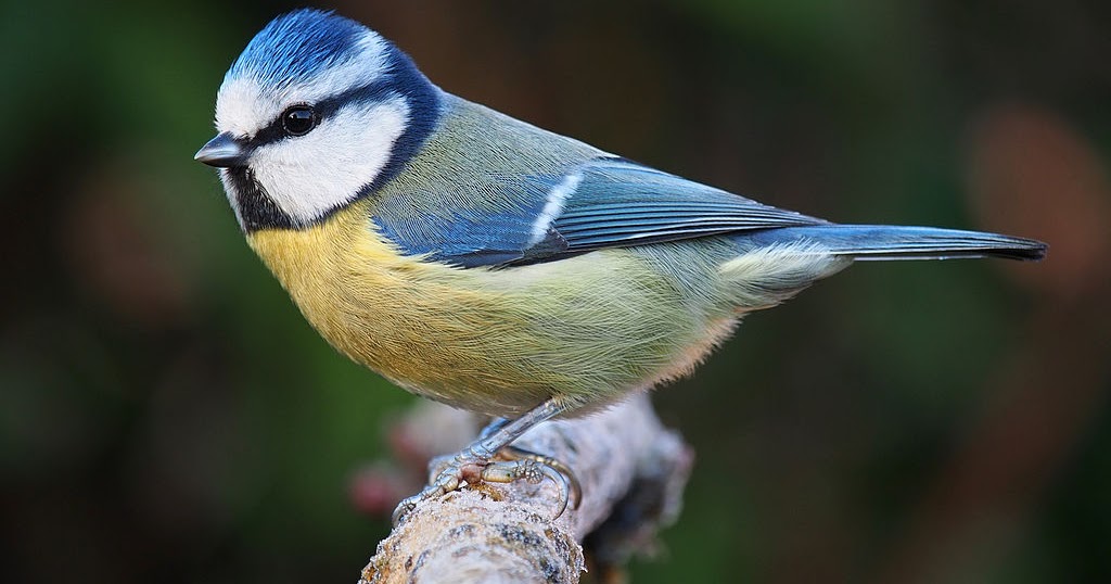 Natura, entitat de medi ambient: Ocells del Maresme 2. Mallerenga blava