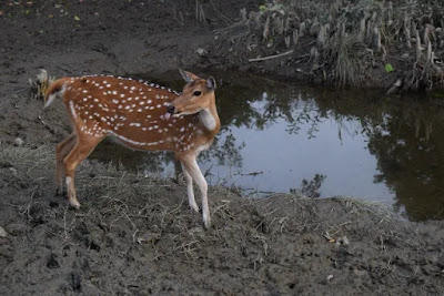 A deer sticks out its tongue A deer sticks out its tongue