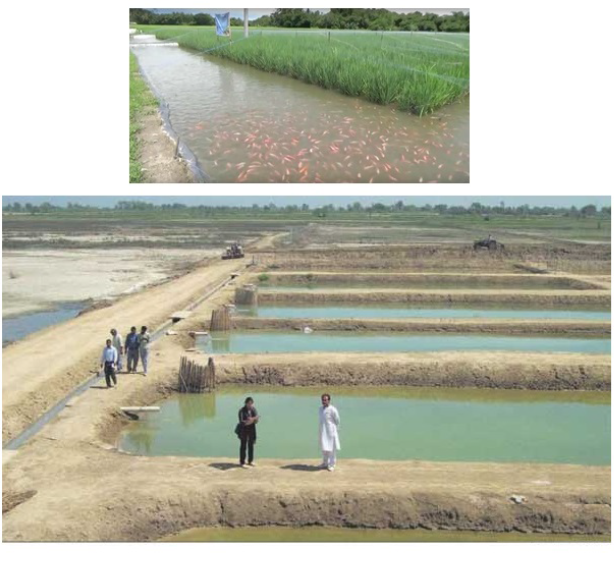 How to start fish farming in Bhera, Bhalwal, Kotmomin, Sahiwal, Shahpur