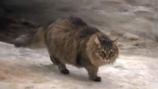 Rusia gata callejera salva la vida a un bebé del frío