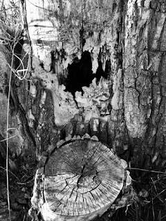 Weathered stump, photo by J.J.