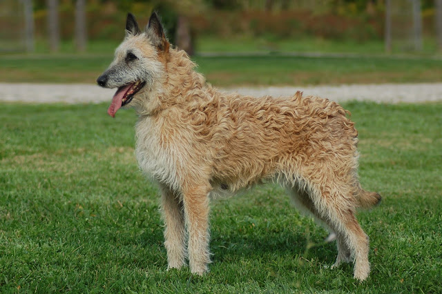 Belçika laekenois çoban köpeği