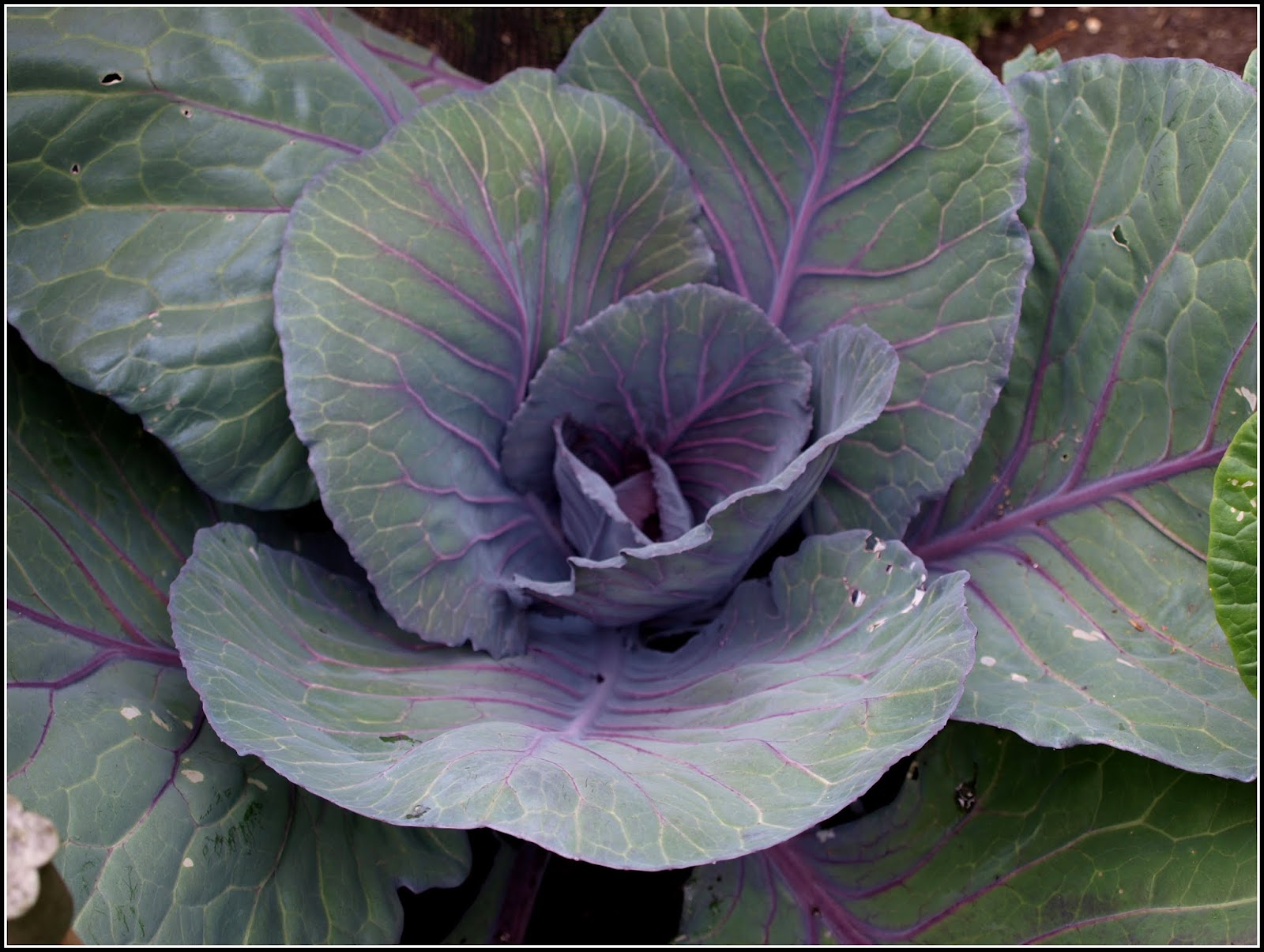 Mark's Veg Plot Cabbage "January King", and friends