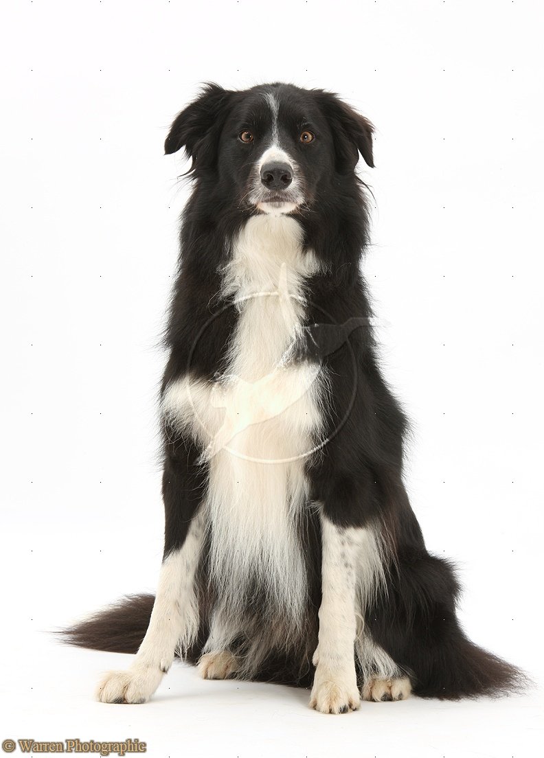 Cute Dogs: Cute Border collie dogs
