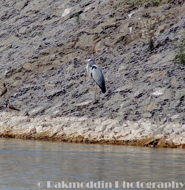 Grey Heron at Katraj Lake, Maharashtra, India