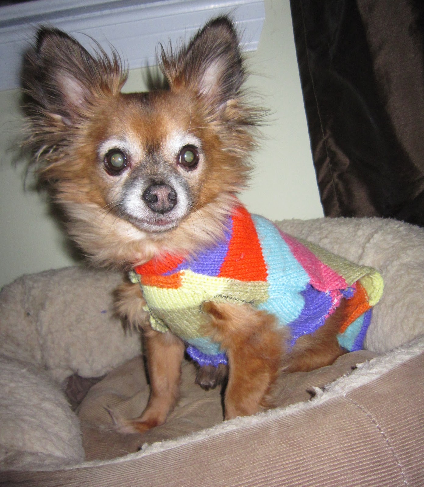 McGalver Make a Dog Sweater from an Old Human Sweater