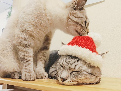 サンタ帽をかぶったまま寝たフリしているサバトラ猫とサンタ帽のにおいをかいでいるシャムトラ猫