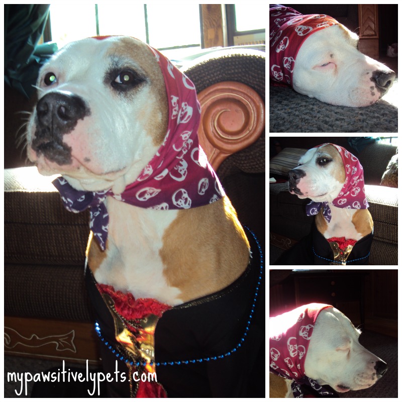 Ahoy Me Hearties It's a Pirate Costume Party! Pawsitively Pets