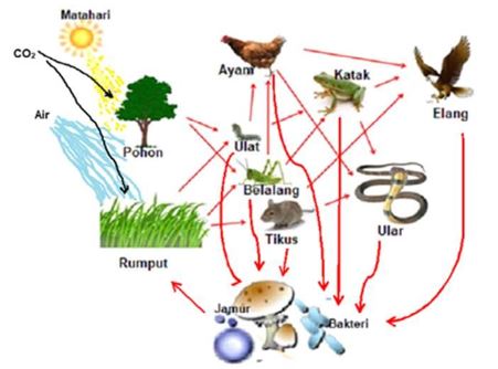 Gambar  Jaring-jaring makanan, Sumber: ilmulingkungan.com