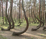 El misterioso bosque de árboles torcidos de Polonia
