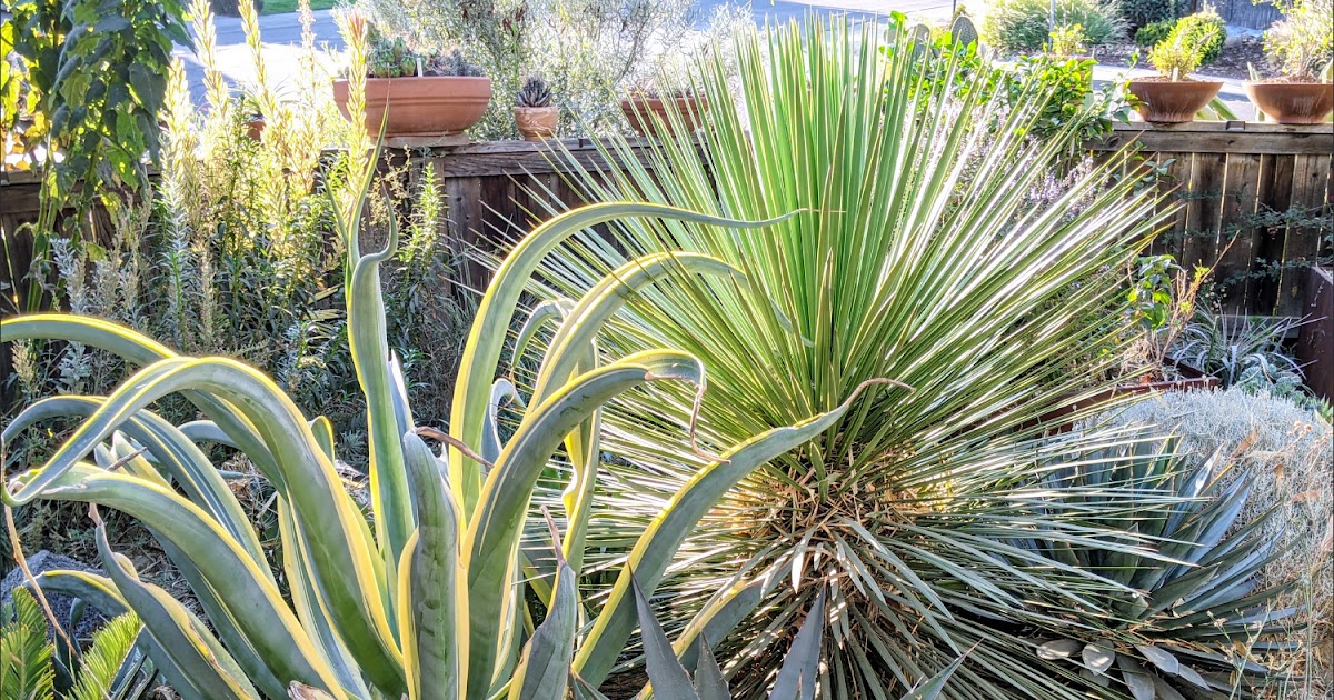 Yucca queretaroensis haircut