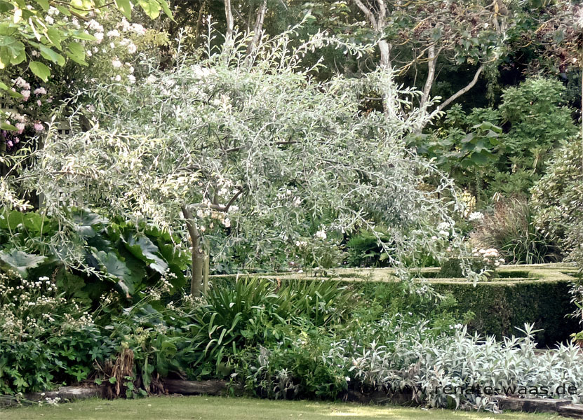 Gartenplanung, gartendesign und gartengestaltung: mediterraner garten