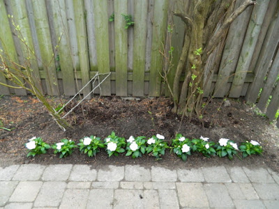 Toronto Greektown Spring Cleanup Back Garden After by Paul Jung Gardening Services--a Toronto Organic Gardening Company Toronto Greektown Spring Cleanup Back Garden After by Paul Jung Gardening Services--a Toronto Organic Gardening Company