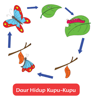 Daur Hidup Kupu-Kupu www.simplenews.me